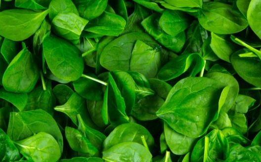 Spinach- Helps weight-loss and reduce obesity due to low in calories