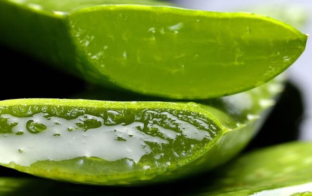 Aloe vera - A Cost-effective way to weight-loss and reduces obesity  