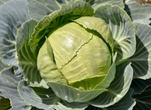 Cabbage - Helps in weight loss and reduce obesity by increasing metabolism