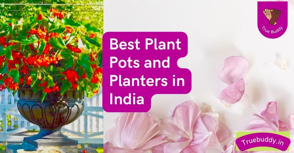 Best Plant Pots and Planters in India